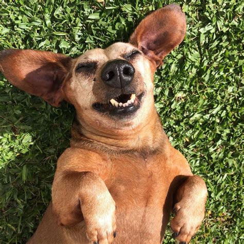 218 Best Minecraft Dog Names! - We Love Doodles