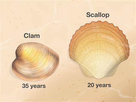 Clam vs Scallop: 10 Interesting Differences