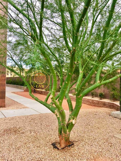 Desert Museum Palo Verde Tree