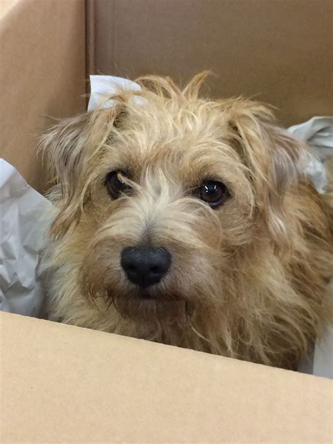 Jack Russell Terrier Schnauzer Mix Pin By Susan Turner On Norfolk ...