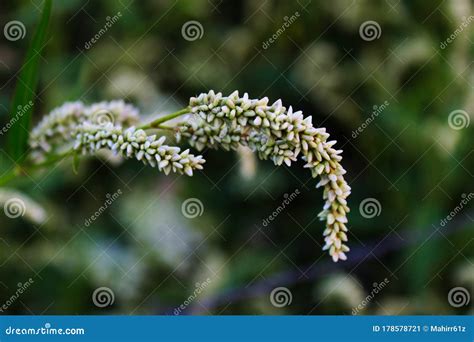 Seedhead of Persicaria Maculosa, Polygonum Persicaria, Lady`s Thumb, Spotted Lady`s Thumb ...