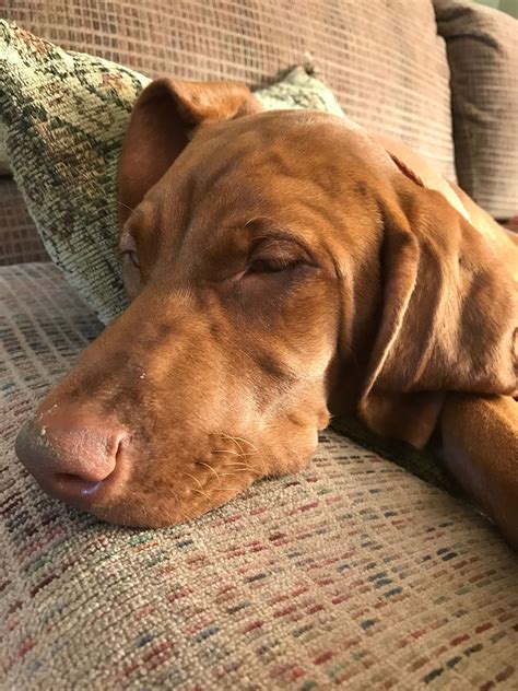 Vizsla lifespan how long do vizslas live – Artofit