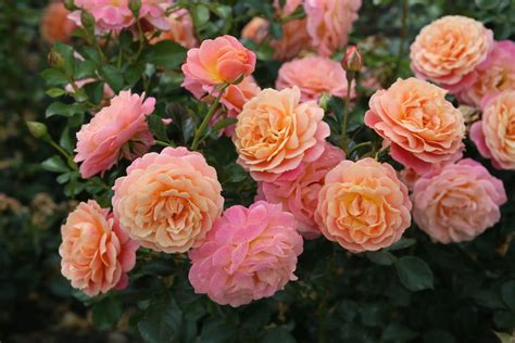 Peach Melba® rose - Palatine Fruit & Roses