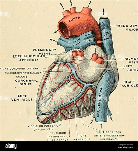 . Anatomy, descriptive and applied. Anatomy. CARDIAC VEINS 709 1. The great cardiac or left ...