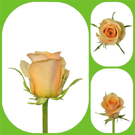 Lovely Peaches Nudes