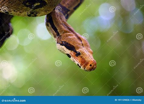 The Boa Constrictor Boa Constrictor, Also Called the Red-tailed or the ...