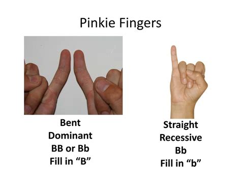 PPT - Heredity Wheel of Fortune PowerPoint Presentation, free download ...