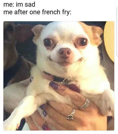 Ugly Dog Meme Chihuahua