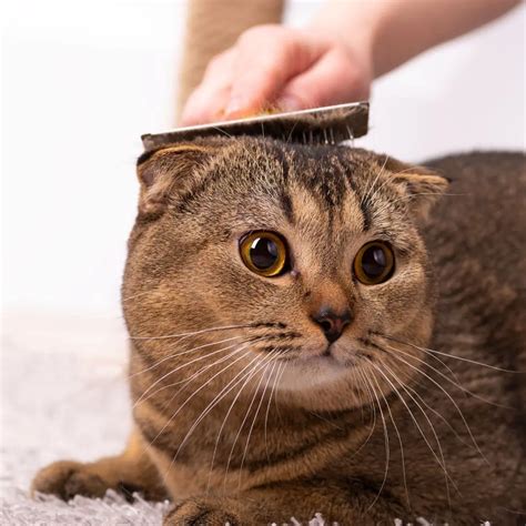 Grooming ON - Baths and Haircuts Óbidos Portugal
