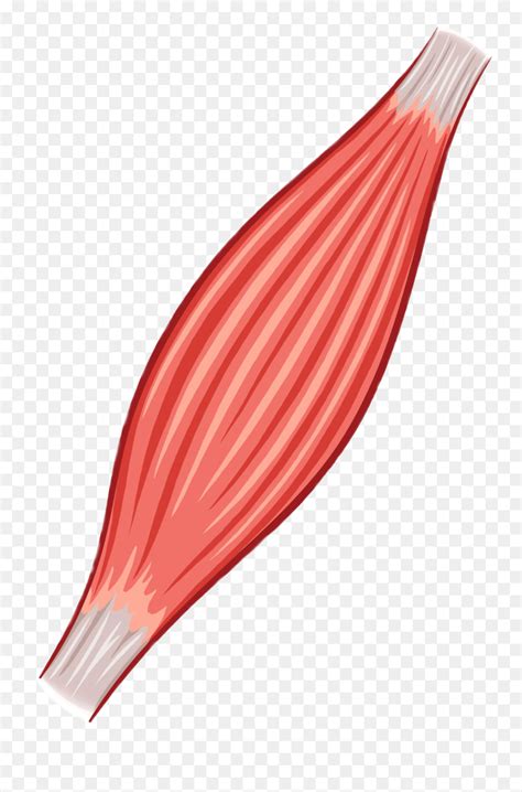 Bicep Cliparts - Arm Muscles Transparent Background - 640x480 PNG ...