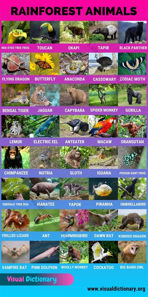 Rainforest Animals: 40 Amazing Animals Found in the Rainforest - Visual Dictionary