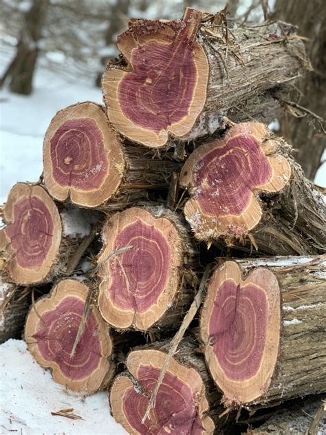 Eastern Red Cedar (Juniper) : r/firewood
