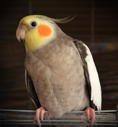 Veterinary Services in Bloomington, Illinois | Kruger Animal Hospital