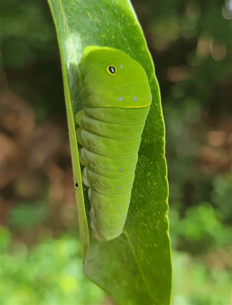 Eastern Tiger Swallowtail caterpillar on leaf of host plant Sweetbay ...