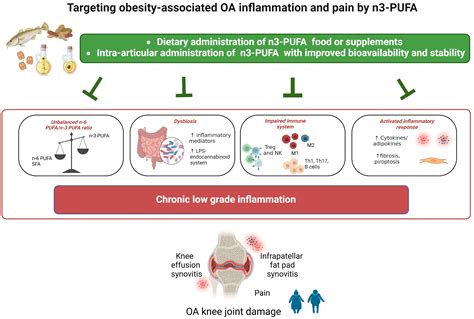 Targeting the Inflammatory Hallmarks of Obesity-Associated Osteoarthritis: Towards Nutraceutical ...