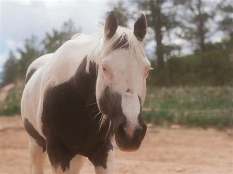 Horses with Medicine Hat Face Markings - The Equinest
