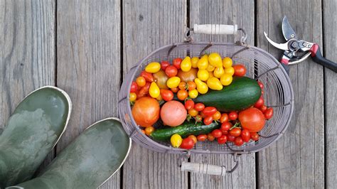 Next Level > Wellness