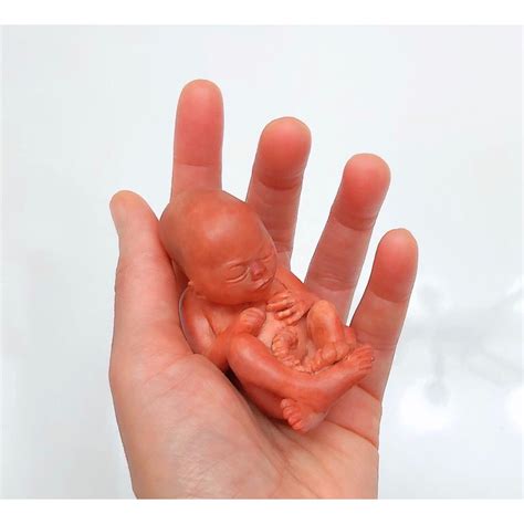 14 Weeks Baby Fetus, Stage of Fetal Development (Memorial/Miscarriage ...