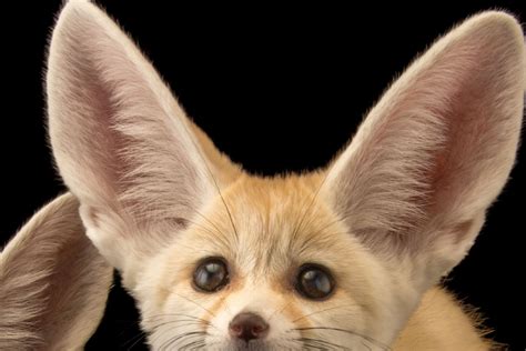 Domestic Fennec Foxes