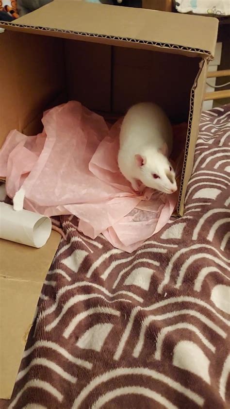 I noticed one of my two boys doing this a little (not as strongly as the rat in the video) for ...
