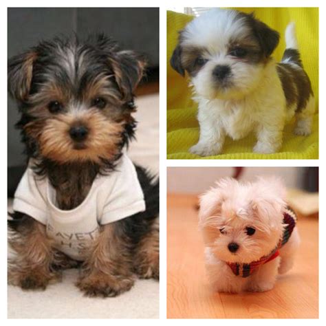 Teacup Shih Tzu Yorkie Mix 10 Shih Tzu Mixes Who Will Make Your Heart