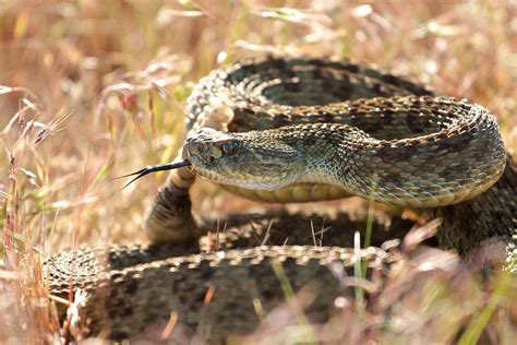 Do They Have Rattlesnakes In Montana