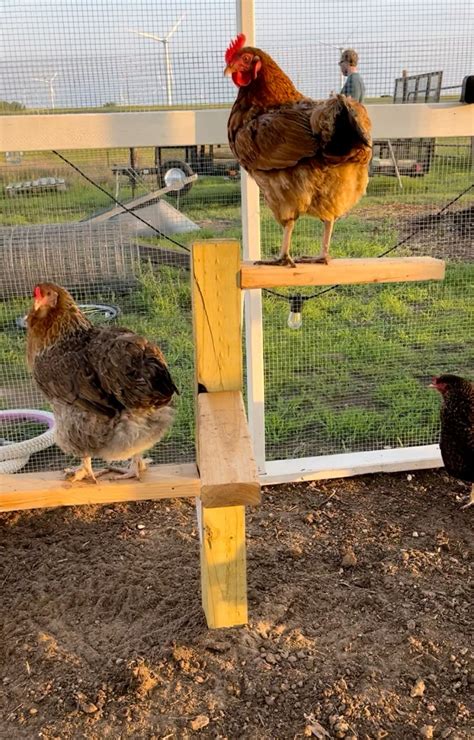 Creative chicken roost diy chicken perch plans – Artofit