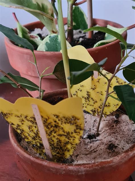 Help me get rid of fungus gnats :( : r/plantclinic