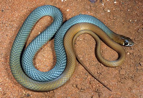 Native Australian Snakes