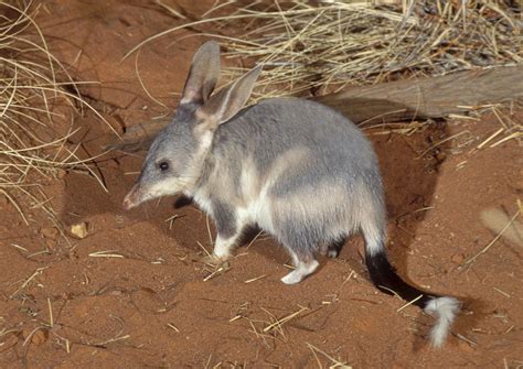Bilby | Animal, Facts, Description, & Habitat | Britannica