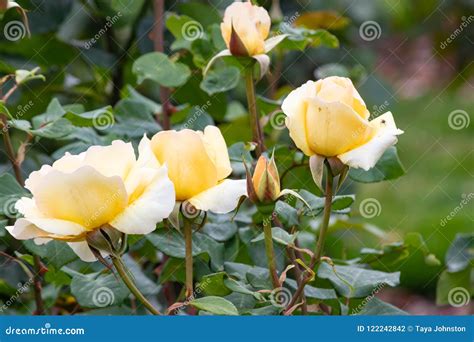 Pale yellow roses on bush stock photo. Image of yellow - 122242842