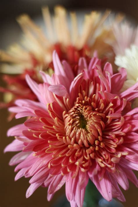 How to Grow Chrysanthemums for the Garden (and Floral Design) — the ...