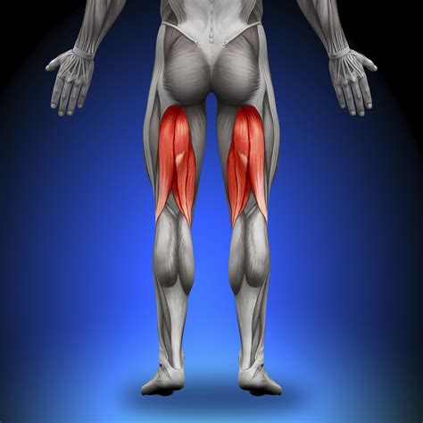 Hamstring Anatomy - The Orthopaedic Therapy Clinic