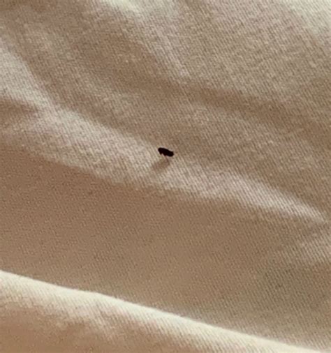 Why Are There Tiny Black Bugs In My House at Jill Ford blog