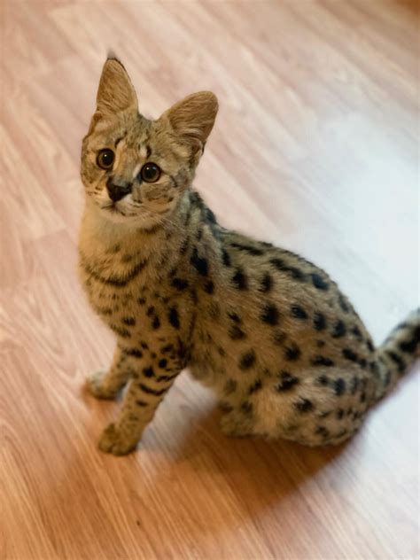 F1 Savannah Cats For Sale | F1 & F2 Savannah Kitten Breeder California ...