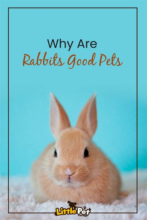 Are Rabbits Good Pets For 13 Year Olds at Caitlyn Lavater blog