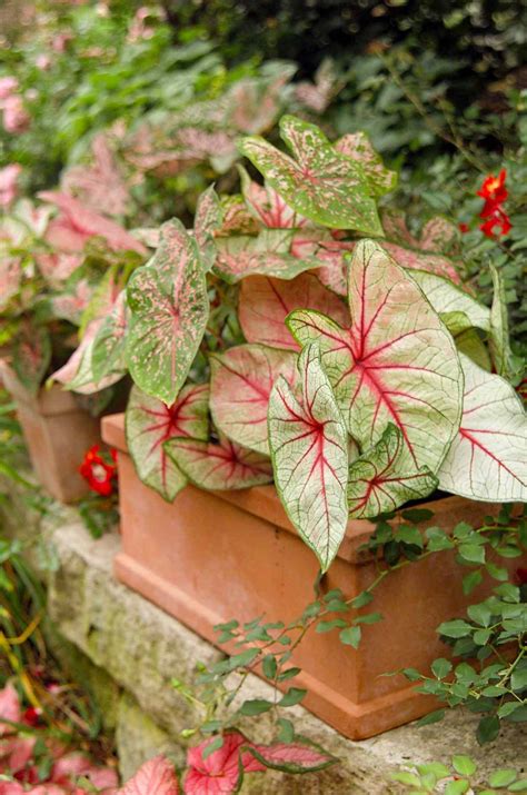 15 Pink-Leaved Plants that Bring Subtle Color to Your Home or Garden
