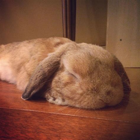 Animals that dont sleep - guluairport