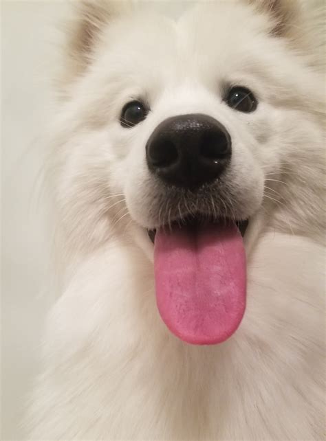 Mia Rose ♛ on Twitter: "@Sixoul @Needles__Kane @AlinityTwitch I get that. I guess? I have owned ...