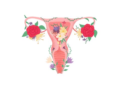 Dibujo De La Vagina - Anatomía de la Vulva : Image DetailsAnatomía de ...