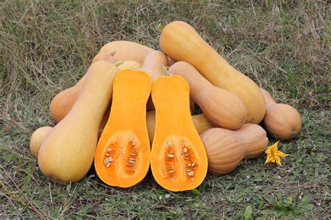 Butternut Squash – Westfield Area CSA