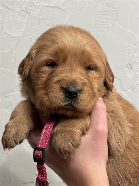 Pink - Golden Retriever Puppy for Sale in West Alexandria, OH ...