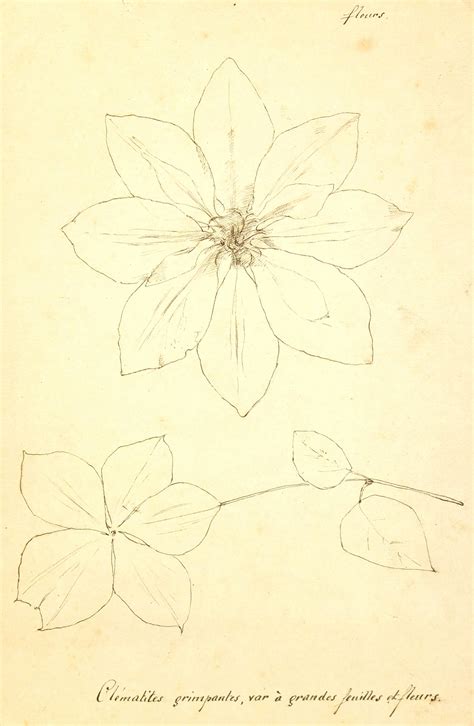 Drawing Clematis Vine, circa 1930