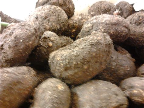 Elephant Foot Yam For Diabetes - A1CGUIDE