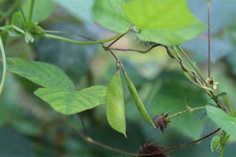 Amphicarpaea bracteata, American Hog Peanut Vine – Arcadia Natives