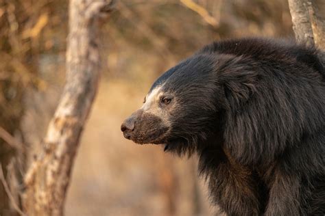 Are Brown Bears Dangerous