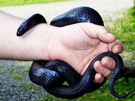 Mexican Black king snake | Pet snake, Mexican black kingsnake, Creepy ...