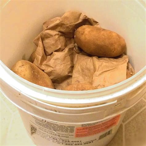 Potato Storage