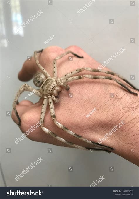 Australian Huntsman Spider Christchurch Huntsman | Collections Online