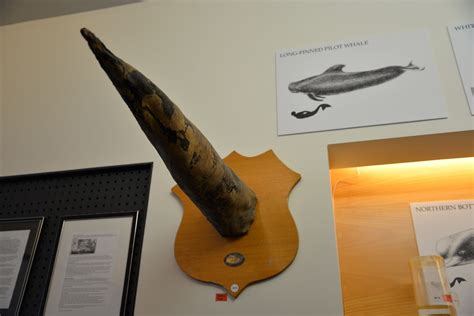 Everything You Need to Know About the Penis Museum in Reykjavik